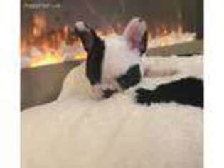 French Bulldog Puppy for sale in Marshall, MI, USA