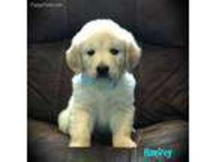 Golden Retriever Puppy for sale in Coshocton, OH, USA