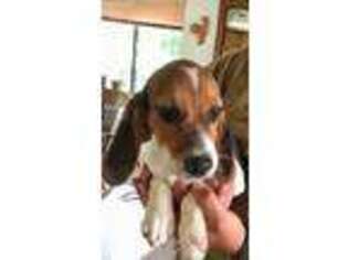 Beagle Puppy for sale in Zillah, WA, USA