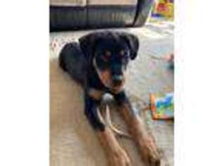Rottweiler Puppy for sale in Keedysville, MD, USA