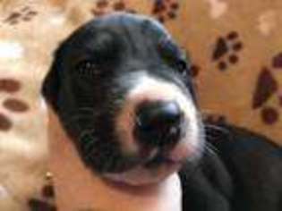 Great Dane Puppy for sale in Sterling, MI, USA