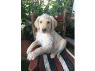 Labradoodle Puppy for sale in San Diego, CA, USA