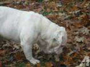 Bulldog Puppy for sale in STANTON, MO, USA