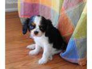 Cavalier King Charles Spaniel Puppy for sale in JACKSON, TN, USA