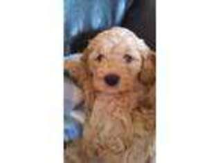 Goldendoodle Puppy for sale in San Clemente, CA, USA