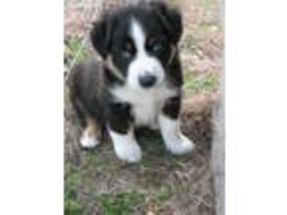 Miniature Australian Shepherd Puppy for sale in Forney, TX, USA