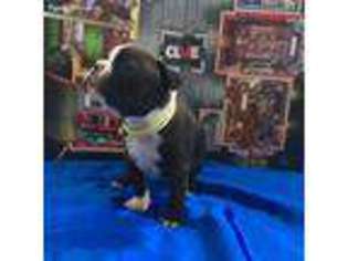 Boston Terrier Puppy for sale in Derry, NH, USA