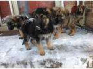 German Shepherd Dog Puppy for sale in HASTINGS, MN, USA