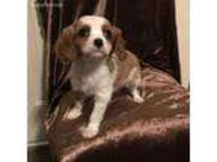Cavalier King Charles Spaniel Puppy for sale in Athens, WI, USA