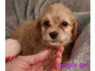 Cavapoo Puppy for sale in Gilmer, TX, USA