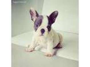 French Bulldog Puppy for sale in Hampton Bays, NY, USA