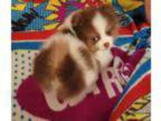 Pomeranian Puppy for sale in Fairview, MI, USA
