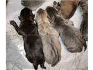 Cane Corso Puppy for sale in Raleigh, NC, USA