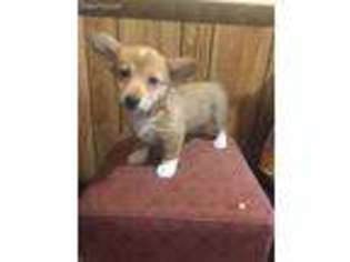 Pembroke Welsh Corgi Puppy for sale in Cape Girardeau, MO, USA