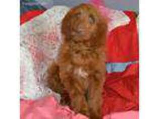 Goldendoodle Puppy for sale in Franklin, KY, USA
