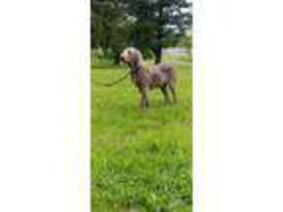 Weimaraner Puppy for sale in Lebanon, PA, USA