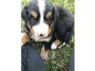 Bernese Mountain Dog Puppy for sale in Jersey Shore, PA, USA