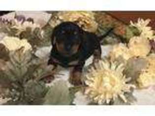 Dachshund Puppy for sale in Saint Amant, LA, USA