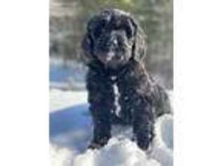 Goldendoodle Puppy for sale in Riner, VA, USA