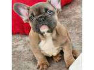 French Bulldog Puppy for sale in Westfield, MA, USA