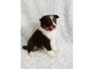 Shetland Sheepdog Puppy for sale in Gans, OK, USA