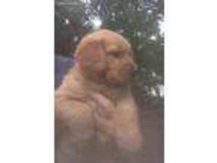 Golden Retriever Puppy for sale in Albert City, IA, USA