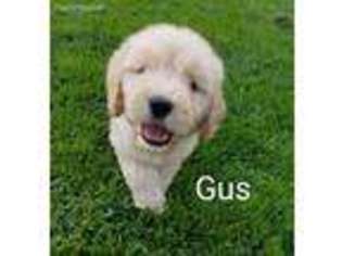 Goldendoodle Puppy for sale in Granger, WA, USA