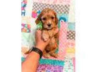 Cavapoo Puppy for sale in Willmar, MN, USA