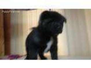 Akita Puppy for sale in Crete, NE, USA