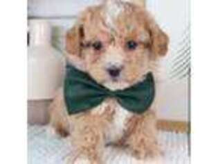 Shih-Poo Puppy for sale in Baldwin, NY, USA