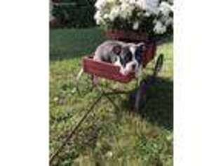 Boston Terrier Puppy for sale in Dundee, OH, USA