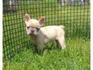 French Bulldog Puppy for sale in Hudson, SD, USA