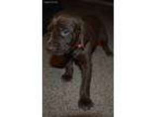 German Shorthaired Pointer Puppy for sale in Battle Ground, WA, USA
