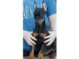 Doberman Pinscher Puppy for sale in Pittsfield, IL, USA