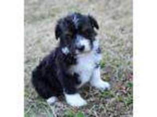 Mutt Puppy for sale in Charleston, AR, USA