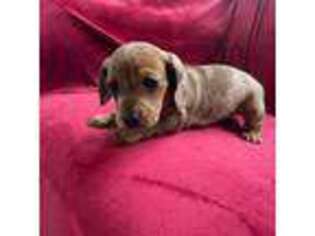 Dachshund Puppy for sale in Pine River, MN, USA