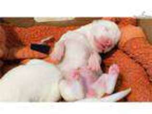 Dogo Argentino Puppy for sale in Unknown, , Canada
