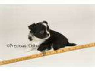Chihuahua Puppy for sale in The Dalles, OR, USA