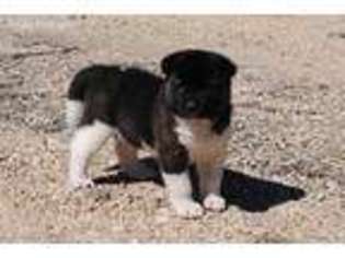 Akita Puppy for sale in Granbury, TX, USA