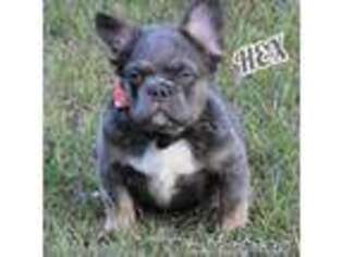 French Bulldog Puppy for sale in Hallsville, TX, USA