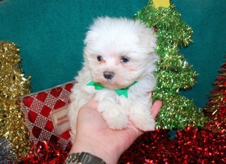 Maltese Puppy for sale in Daphne, AL, USA
