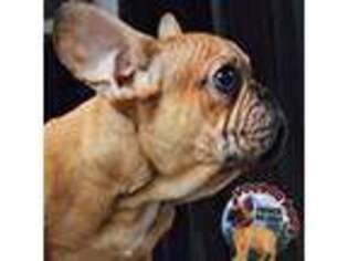 French Bulldog Puppy for sale in Spokane, WA, USA