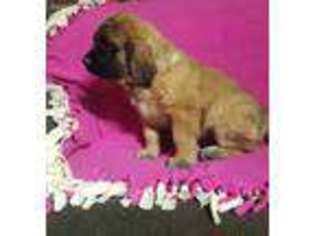 Mastiff Puppy for sale in Blooming Prairie, MN, USA