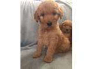 Goldendoodle Puppy for sale in Dunnellon, FL, USA