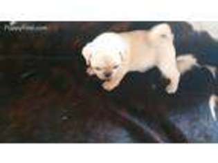 Pug Puppy for sale in Benson, AZ, USA