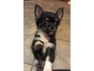 Chihuahua Puppy for sale in Manassas, VA, USA