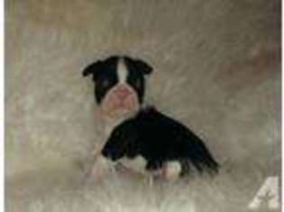 Boston Terrier Puppy for sale in THORNDALE, TX, USA