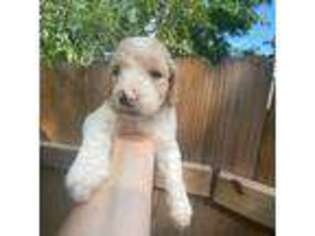 Goldendoodle Puppy for sale in Ephrata, PA, USA