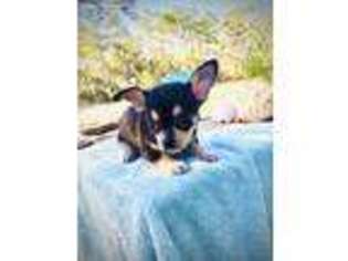 Chihuahua Puppy for sale in Sunset Beach, NC, USA