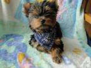 Yorkshire Terrier Puppy for sale in MUNITH, MI, USA